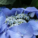Hydrangea