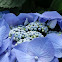 Hydrangea