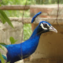 Indian Peafowl