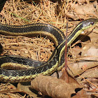 Eastern Ribbonsnake