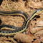 Eastern Ribbonsnake