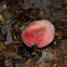 Unknown Boletes