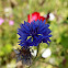 Cornflower