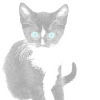 Kitty with the Light Blue Eyes