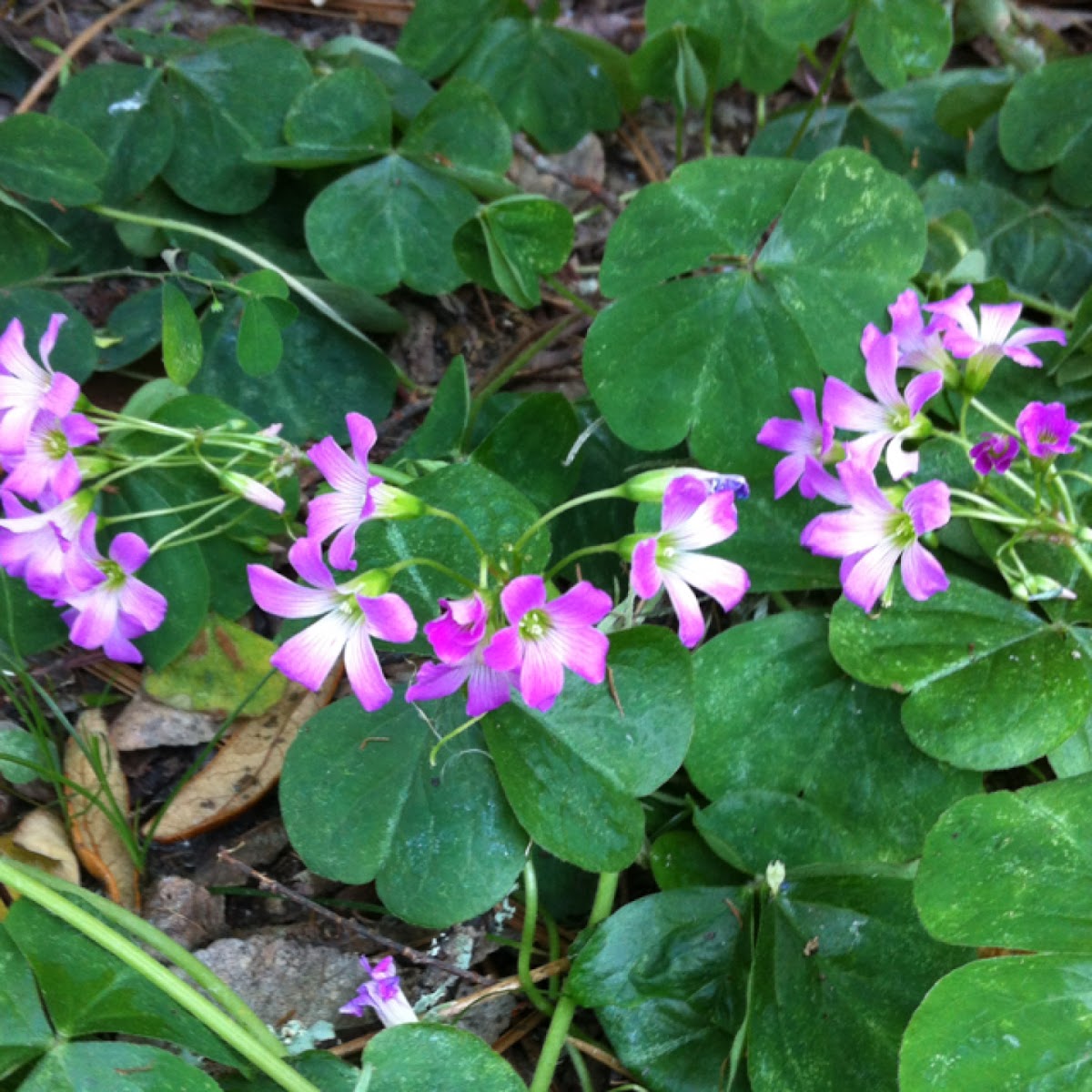 pink wood sorrel