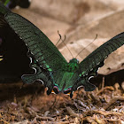 Paris Peacock