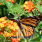 Monarch Butterfly (female)