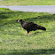 Turkey Vulture