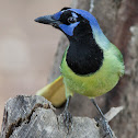 Green Jay