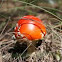 Fly agaric (Amanita muscaria)