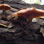 Deadly Galerina