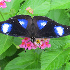 Varied Eggfly (male)