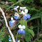 Blue-eyed Mary