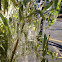 Bamboo