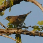 Palm Warbler