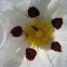 Gum Rockrose