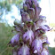 orchid