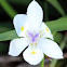 Wild Iris