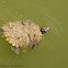 Red-eared terrapin