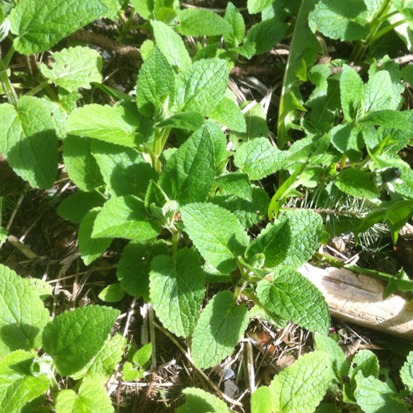 Spotting Image 1