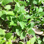 Cooleye's hedge nettle