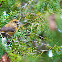 Red Crossbill
