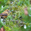 Red Crossbill