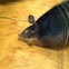 Nine-banded Armadillo