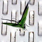White-Fringed Emerald