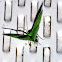 White-Fringed Emerald