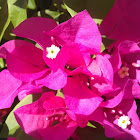Bougainvilla