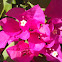 Bougainvilla