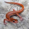 Cave salamander