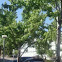 Silver Maple