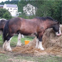 Caballo. Horse