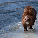 American Mink