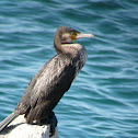Great Cormorant