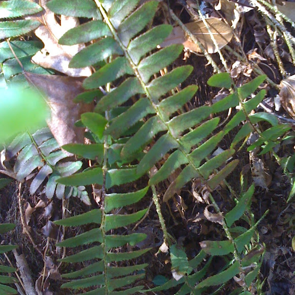 Spotting Image 1