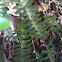 Fern