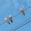 Barn Swallow