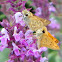 Fiery Skipper