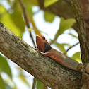 Oriental garden lizard