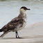 Pomarine Jaeger