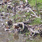 American Robin