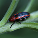 Goldenrod Leafminer