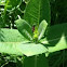 Milkweed