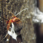 Great tiger moth