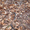 Black Rat Snake
