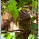 Ceylon Frogmouth