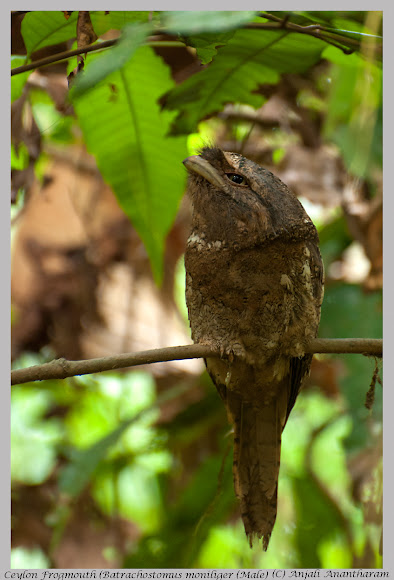 Spotting Image 1